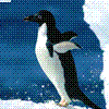 Аватар для пингвин