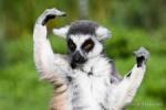 Аватар для Lemur